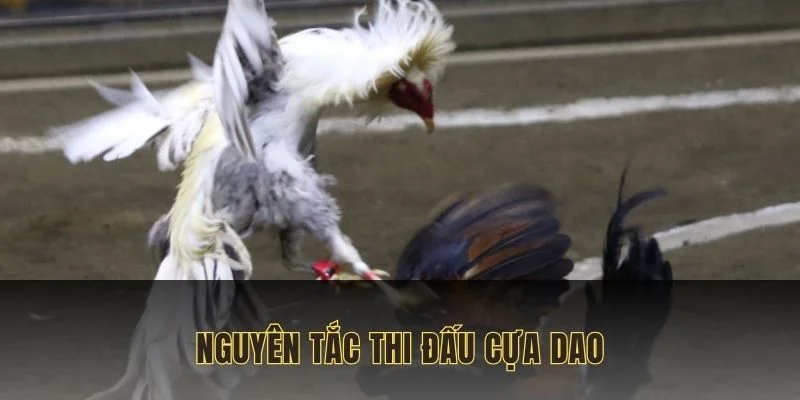 Nguyên tắc thi đấu và các thông tin cơ bản