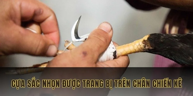 Đá gà cựa dao trực tiếp được trang bị một chiếc cựa sắc nhọn