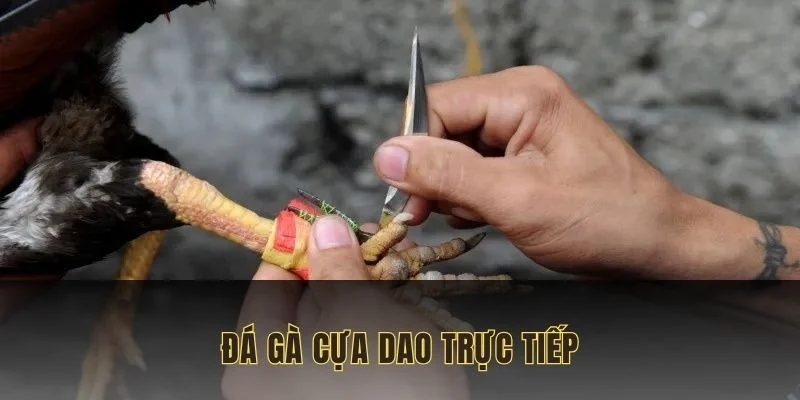 đá gà cựa dao trực tiếp