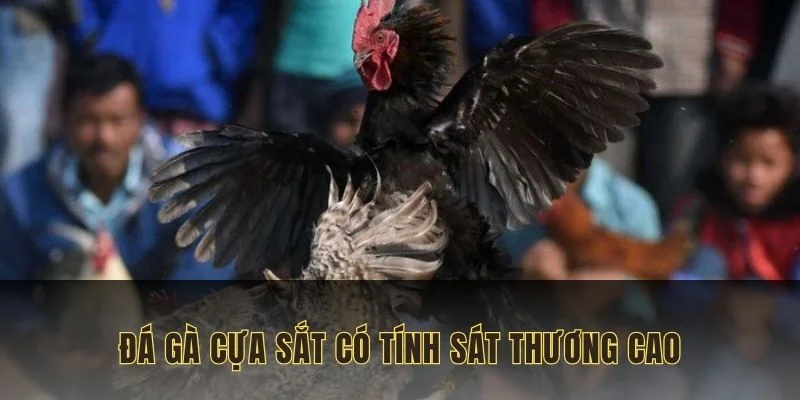 Loại hình thi đấu có tính sát thương cao