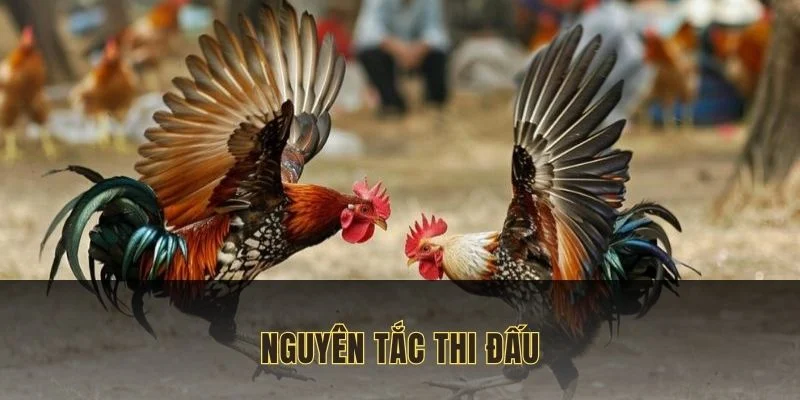 Chiến kê bỏ chạy hoặc không thể tiếp tục thi đấu sẽ thua cuộc