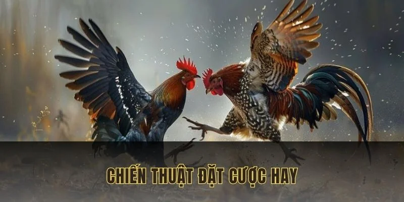 Chiến thuật đặt cược hay giúp bạn giành chiến thắng