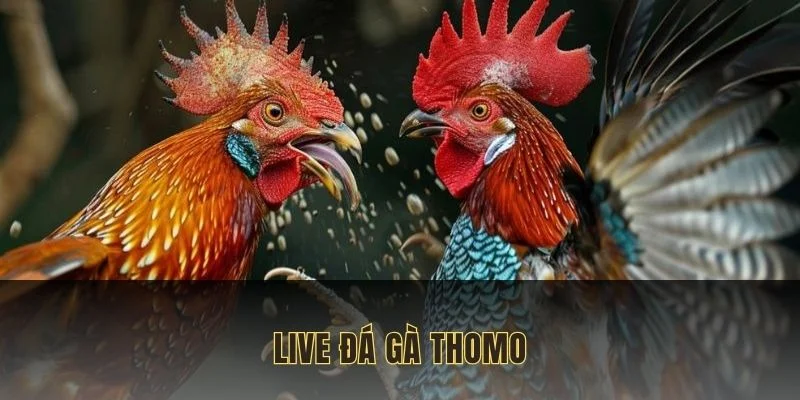 live đá gà thomo