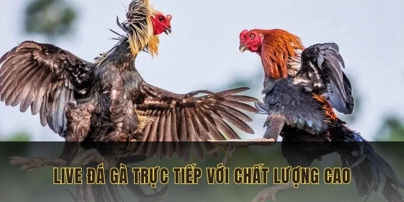Live đá gà trực tiếp với chất lượng cao full HD