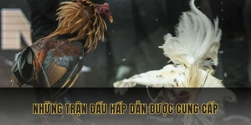 69VN mang đến những trận đấu hấp dẫn, kịch tính