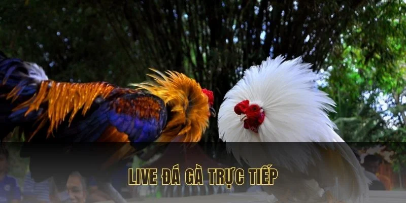 live đá gà trực tiếp