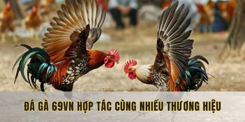 nhà phát hành cung cấp đá gà 69vn