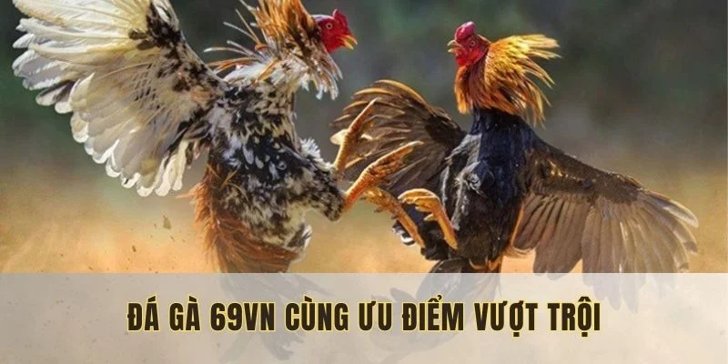 ưu điểm đá gà 69vn
